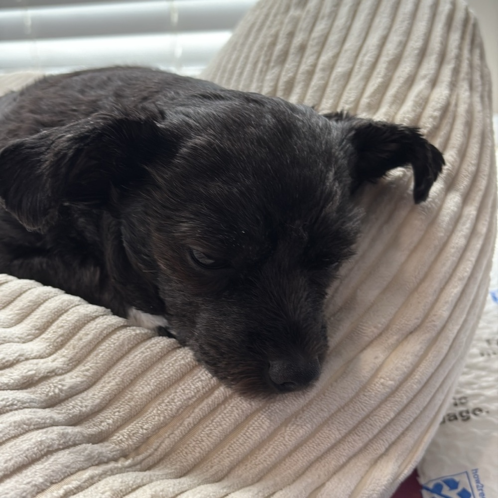 Meet your Posher, Veronica